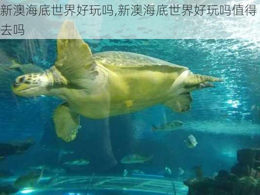 新澳海底世界好玩吗,新澳海底世界好玩吗值得去吗