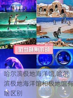 哈尔滨极地海洋馆,哈尔滨极地海洋馆和极地馆有啥区别