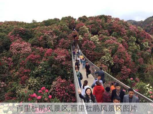 百里杜鹃风景区,百里杜鹃风景区图片