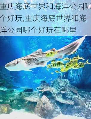 重庆海底世界和海洋公园哪个好玩,重庆海底世界和海洋公园哪个好玩在哪里